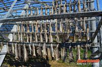 Fischgerüste bei Olderfjord