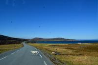 Rentiere am Porsangerfjord
