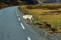 Rentiere am Porsangerfjord