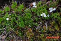 Blühende Moltebeeren