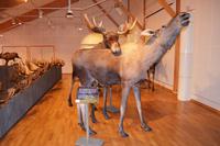 Elche im Alta Museum