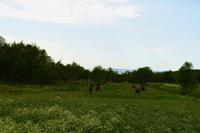 Helgeland, Elche bei Holm