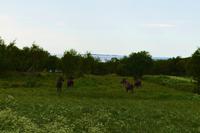 Helgeland, Elche bei Holm