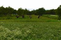 Helgeland, Elche bei Holm