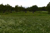 Helgeland, Elche bei Holm