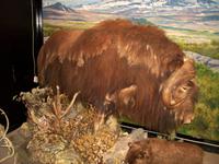 Nationalpark Dovrefjell