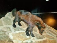 Nationalpark Dovrefjell