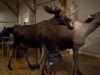 Hjemmeluft-Museum in Alta