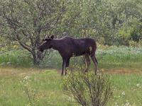 junger Elchbulle auf Vestvagoy- Lofoten