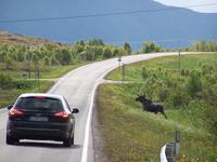 junger Elchbulle auf Vestvagoy- Lofoten