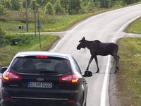 junger Elchbulle auf Vestvagoy- Lofoten