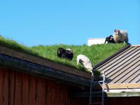 Flakstadoya- Schafe auf dem Dach