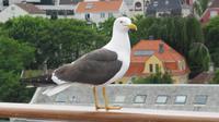 Stavanger - MÃ¶we auf der Reling