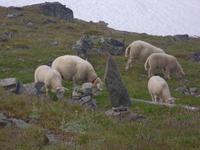 Schnee und Schafe im Sognefjell