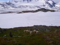 Schnee und Schafe im Sognefjell
