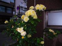 Stadt der Rosen-Molde