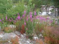 Weidenröschen am Dönnfoss