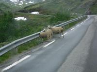 Schnee und Schafe im Sognefjell