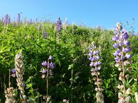 Lupinen soweit das Auge reicht