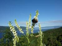 Blick auf Insel Utoya