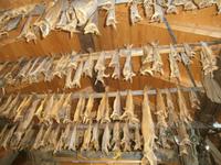 Stockfisch