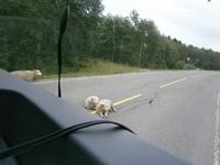 Schafe auf der Straße