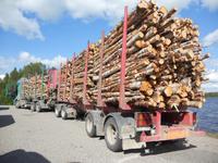 Finnlands Holzreichtum