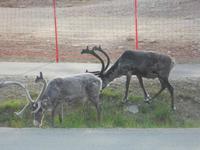 Rentiere in Lappland