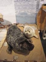 Im Museum der Royal Polar Bear Society