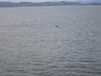 Das ist ein Schweinswal. Wirklich!