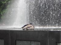 Selbst der Ente war es zu nass