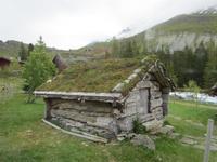 Typische Dachbepflanzung