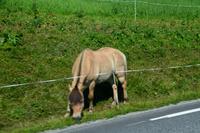 471 Fjordpferd