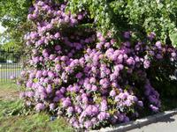 Rhodedendron Stadt Bergen