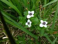 Jæren-Wanderung - Schwedischer Hartriegel