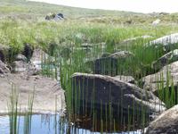 Jæren-Wanderung - Sumpfschachtelhalm