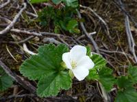 Preikestolen - Moltebeere