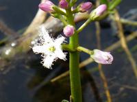 Preikestolen - Fieberklee