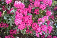 Bergen - Rhododendron soweit das Auge reicht ...