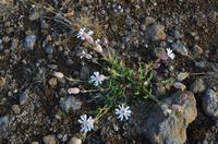 071 Blumen auf der Nordkapinsel