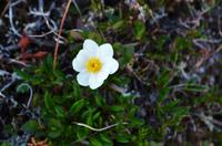 074 Blumen auf der Nordkapinsel