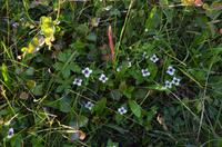 076 Blumen auf der Nordkapinsel