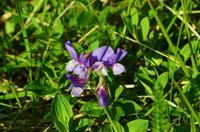 078 Blumen auf der Nordkapinsel