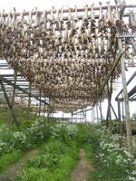 der Stockfisch hängt noch