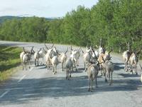 endlich tauchen sie auf!