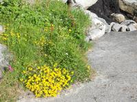 Schönheit am Wegesrand