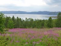 Alta - Blick über Blumenwiese zum  Altafjord