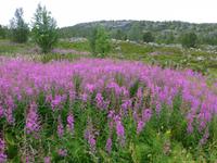 Alta - Wiese mit Fleischers Weideröschen