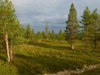 Saariselkä - finnischen Wälder
