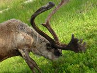 Saariselkä - mit Rentier hautnah